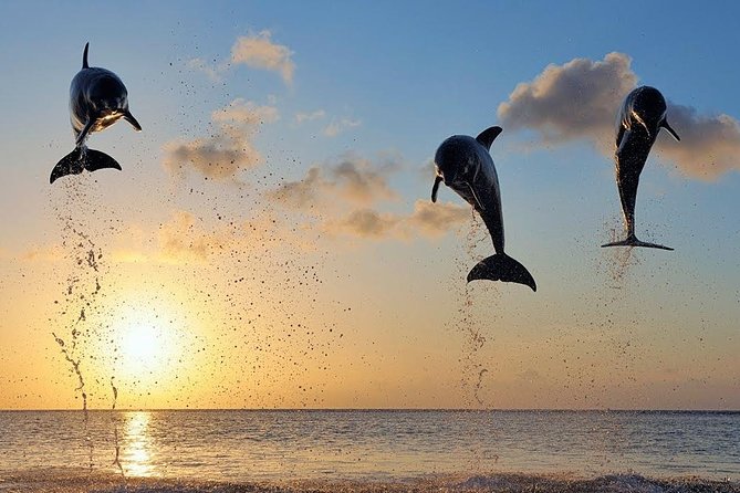 Dolphin Tour and Sunrise Watching in Lovina Beach - All Inclusive - Breakfast at Coffee Nosky