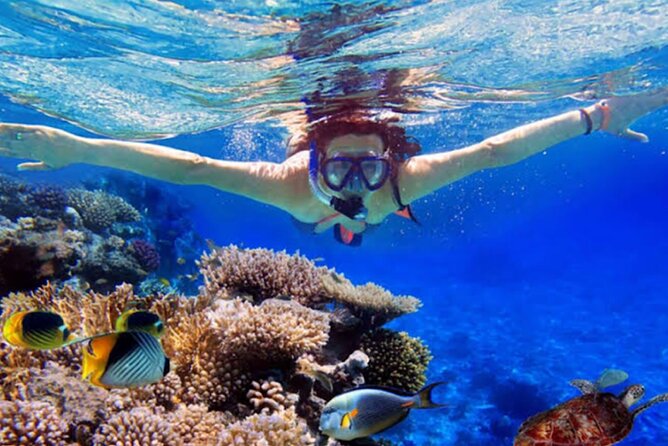 Dolphin Watching Tour, Swimming with Dolphins and Snorkeling - Coffee, preparation, and the Lovina boats
