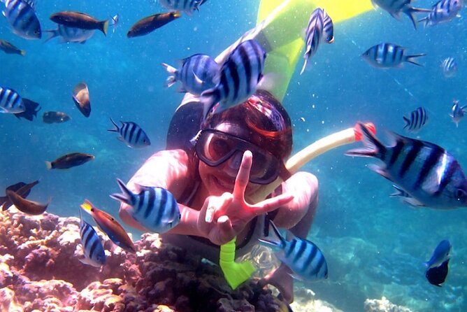 Dolphin Watching Tour, Swimming with Dolphins and Snorkeling - Watching dolphins at sunrise