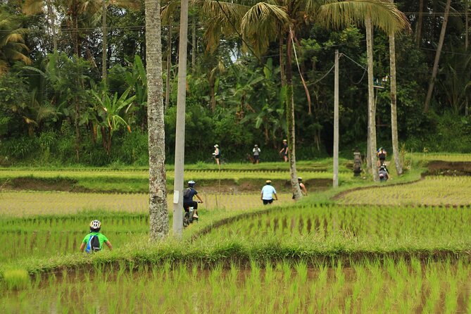 Downhill Cycling Ubud with Volcano, Rice Terrace and Educational - Guides, group size, and the feel of the ride