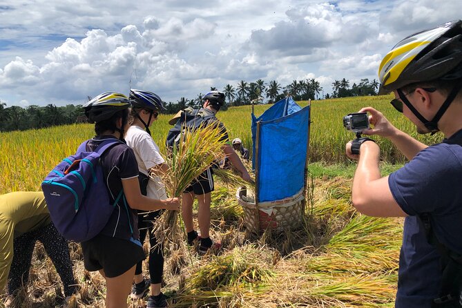 Downhill Cycling Ubud with Volcano, Rice Terrace and Educational - Is $25 good value for seven hours?