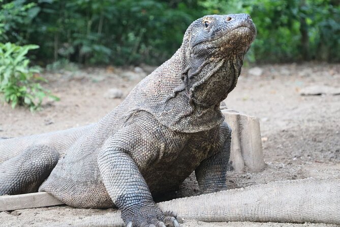 Early Bird Speedboat Group Tour : Explore Komodo Ahead of Crowds - Taka Makassar and the open water
