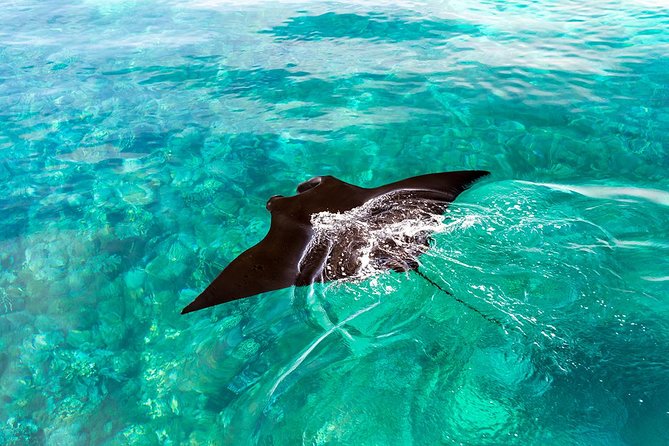 Exclusive Early Bird Komodo Tour: Beat the Crowds by Speed Boat - Why this Komodo day trip works so well