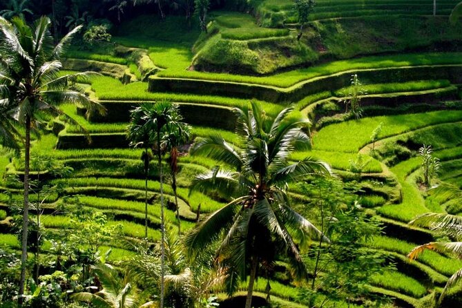Exclusive Ubud Experience: Nature, Culture & Adventure in One Day - Key points to know before booking