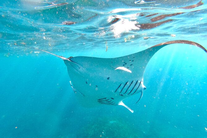 Explore 4 iconic snorkeling spots of Manta Bay in Nusa Penida - Starting at Banjar Nyuh Harbor