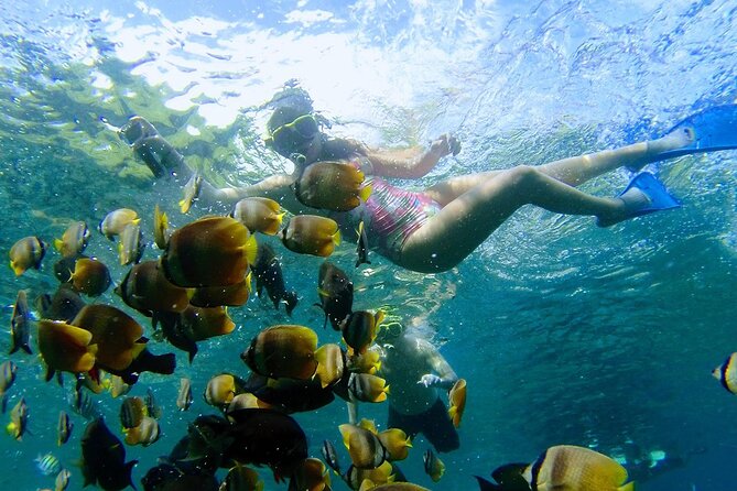 Explore 4 iconic snorkeling spots of Manta Bay in Nusa Penida - Stop three: coral reefs and possible turtles