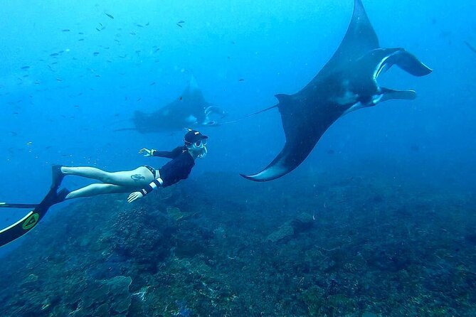 Explore 4 iconic snorkeling spots of Manta Bay in Nusa Penida - Manta Bay without a manta guarantee
