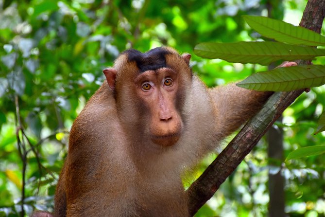 FAMILY JUNGLE TOUR: Orangutan Trek (4-hours hike) by EcoTravel Bukit Lawang - Wildlife without turning the forest into a zoo