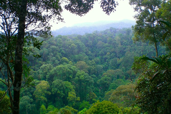 FAMILY JUNGLE TOUR: Orangutan Trek (4-hours hike) by EcoTravel Bukit Lawang - Viewpoints above the Bohorok River