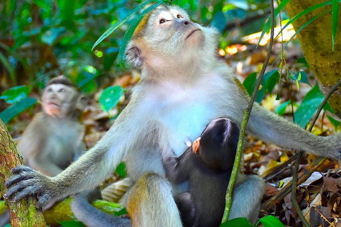 FAMILY JUNGLE TOUR: Orangutan Trek (4-hours hike) by EcoTravel Bukit Lawang - Lunch, fruit, and the practical comfort details