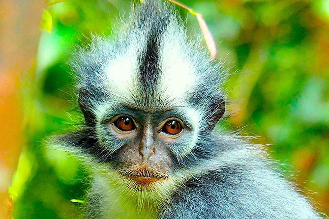 FAMILY JUNGLE TOUR: Orangutan Trek (4-hours hike) by EcoTravel Bukit Lawang - Starting from Bukit Lawang and meeting the guide team