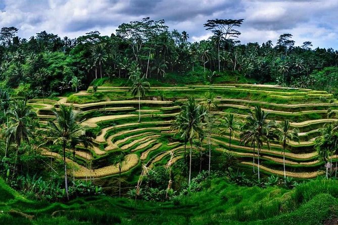Fantastic Ubud Tour with Jungle Swing - Starting among macaques at the Sacred Monkey Forest