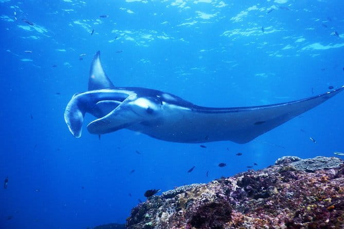 From Bali: Nusa Penida Snorkeling and Island Tour - Who should book this experience?