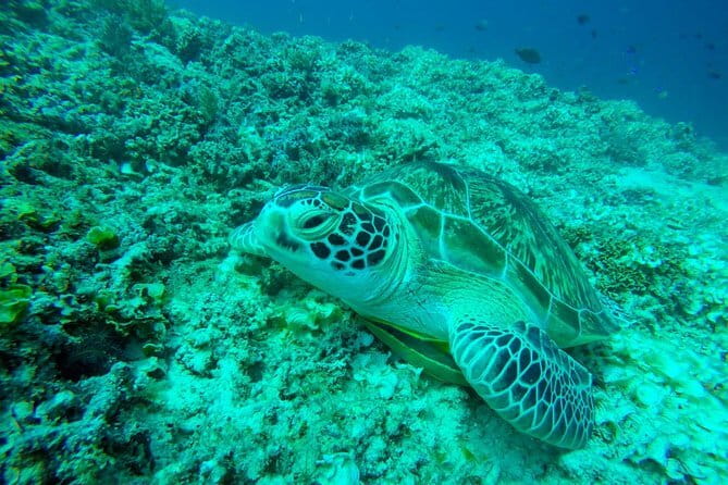 From Gili Trawangan & Gili Air Snorkeling Trip Sharing & Private - Key points to know before you book