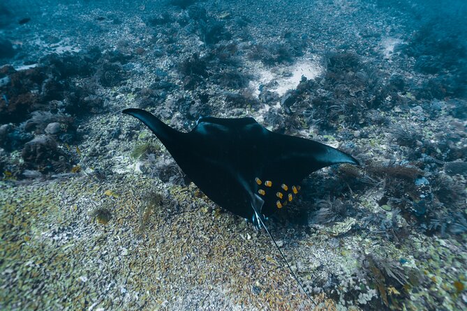 Full-Day Adventure Tour to komodo Island with join Speed Boat tur - Kanawa Island: a slower final stop