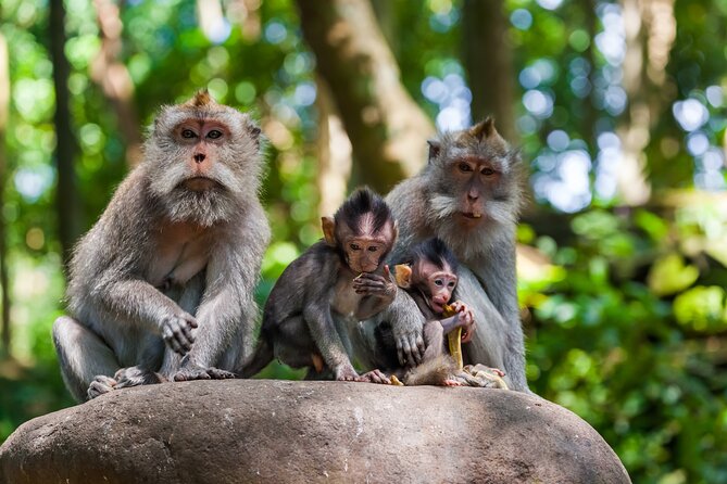 Full Day Best of Ubud Private Tour - Tegenungan Waterfall brings an early dose of nature