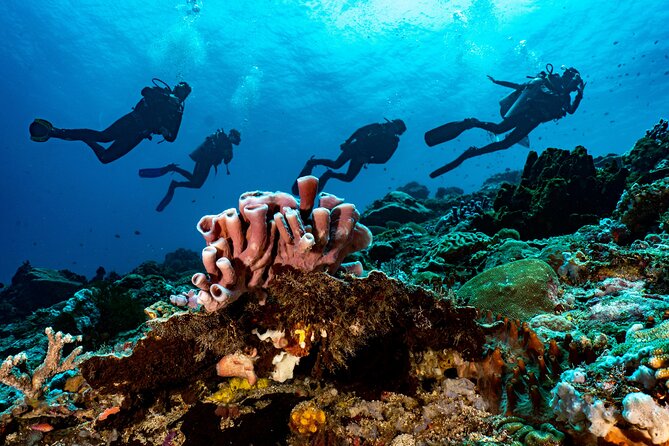 Full-Day Discover Scuba Diving Tour for Beginners in Tulamben - Lunch, hot drinks, and a useful break