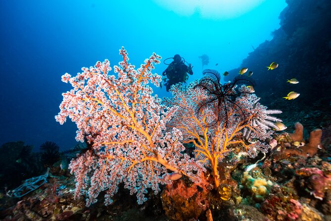Full-Day Discover Scuba Diving Tour for Beginners in Tulamben - The USS Liberty wreck is the main attraction