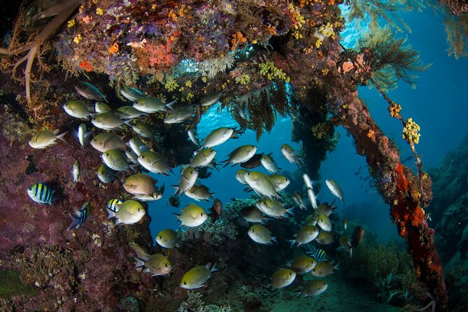 Full-Day Discover Scuba Diving Tour for Beginners in Tulamben - What the $154.95 price covers