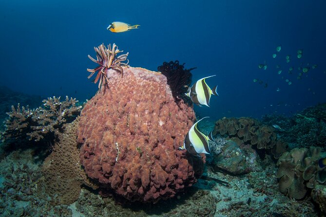 Full-Day Discover Scuba Diving Tour for Beginners in Tulamben - Who should book this beginner experience?