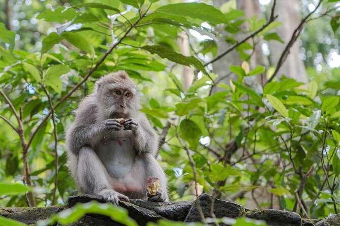 Full-Day Highlights and Best of Ubud Village - The driver-guide is a major part of the value