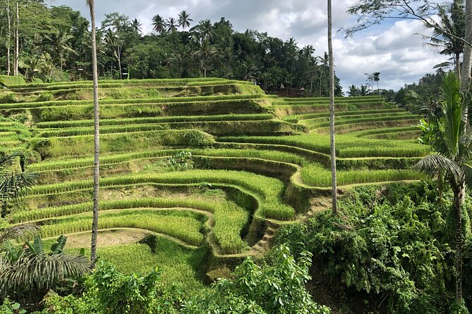 Full-Day Highlights and Best of Ubud Village - Tirta Empul: the day’s most meaningful cultural visit