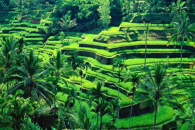 Full-Day in Bali: Amazing Ubud Tour - Why this Ubud day trip works well
