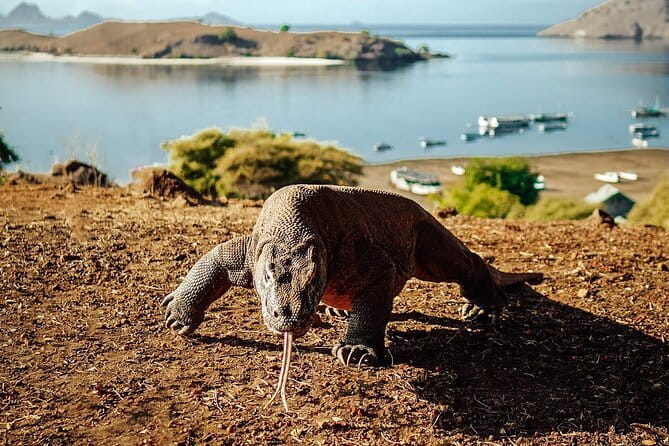 Full Day Komodo Tour With Hey Bali Info Visit 6 Spot - The early start from Labuan Bajo
