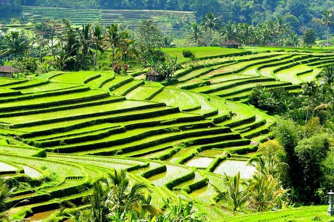 Full-Day Private Cultural Bali Tour + Balinese Driver - Lake Beratan, Handara Gate, and Wanagiri Hills