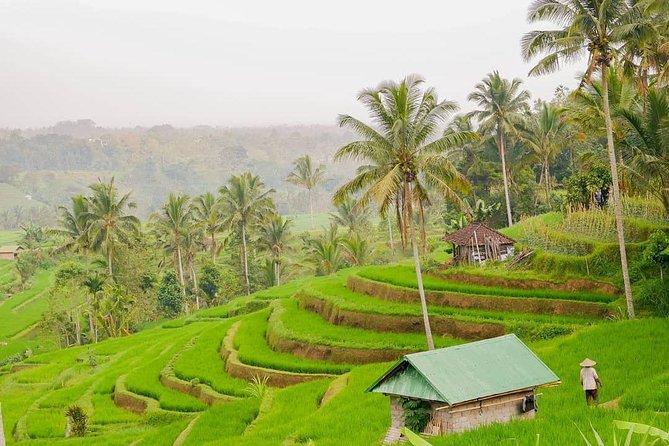 Full-Day Private North Bali Tour with Free WiFi - What this North Bali day actually involves