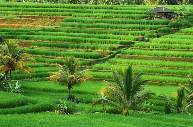 Full Day Private Water Temples Tour in Bali - A private car makes the long route easier