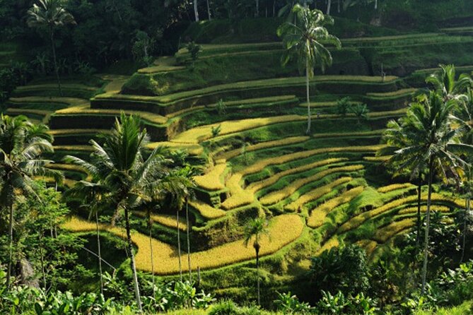 Full Day – Ubud Art Village and Mount Batur Kintamani with Lunch - Meeting the Monkeys at the Sacred Monkey Forest