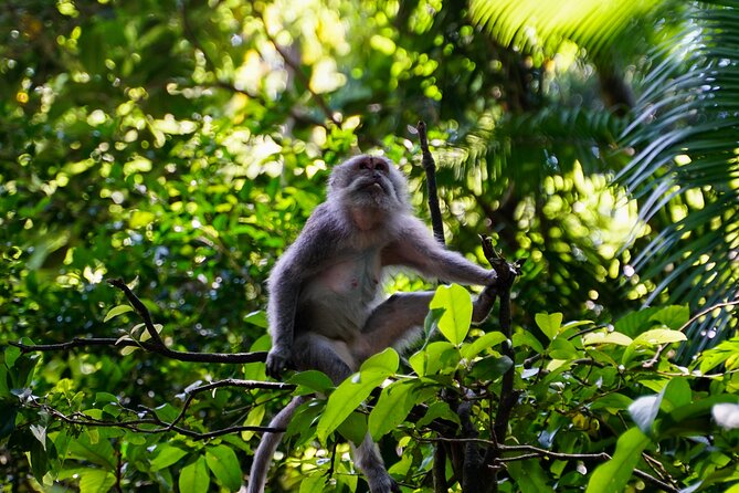 Full Day – Ubud Art Village and Mount Batur Kintamani with Lunch - Lunch Above Mount Batur in Kintamani