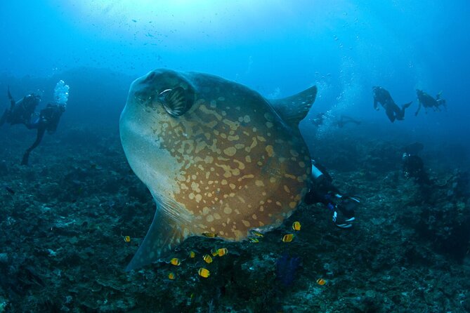 Fun Dive Nusa Penida Bali - For Certified Divers - Why Nusa Penida suits confident scuba visitors