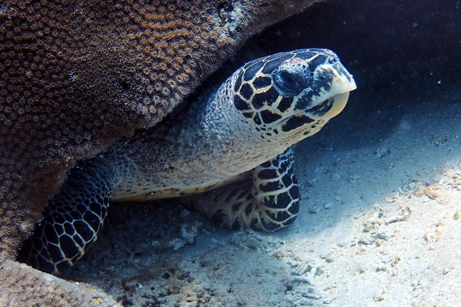 Fun Dive Nusa Penida Bali - For Certified Divers - SD, the northern reef drift