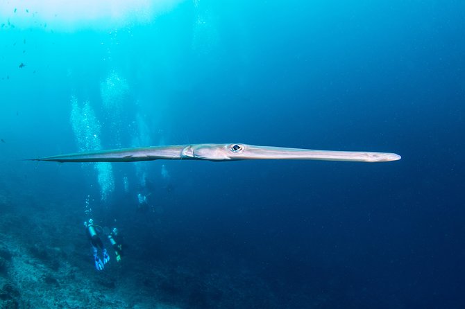 Fun Dive Nusa Penida Bali - For Certified Divers - What happens between the three sessions