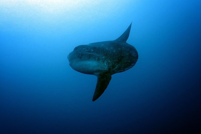 Fun Dive Nusa Penida Bali - For Certified Divers - Price and overall value at $278.28