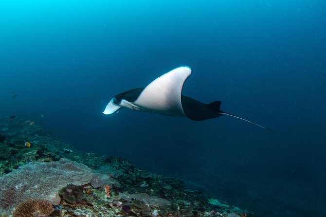 Fun Dive Nusa Penida Bali - For Certified Divers - Manta Point and the limits of wildlife promises