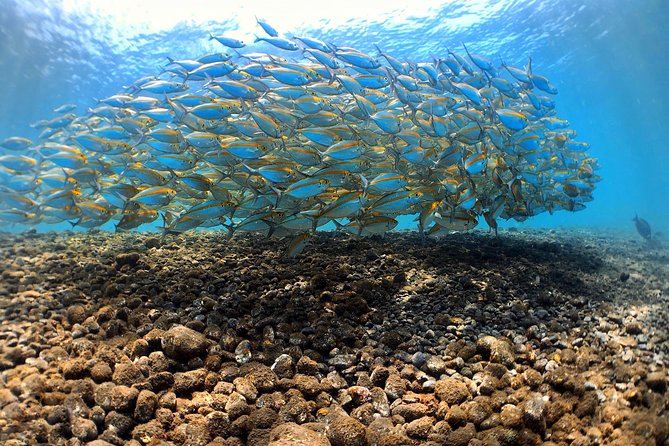 Fun Diving Tulamben Bali - For Certified Divers - Timing, safety, and who should book