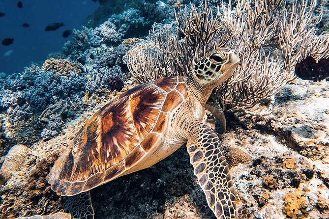 Gili Air: Snorkeling 3 Gili Islands with GoPro Camera - The one-hour pause on Gili Meno