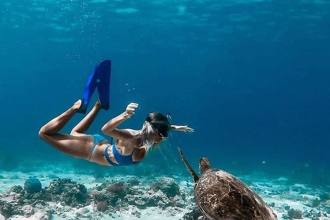 Gili Island Snorkeling Trip - Gili Trawangan, Gili Meno, & Gili Air, From Lombok - The marine life: what you may see