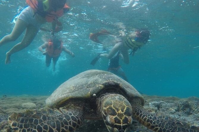 Gili Trawangan & Gili Air Snorkeling Tour Turtles & Statue - The marine life you may see