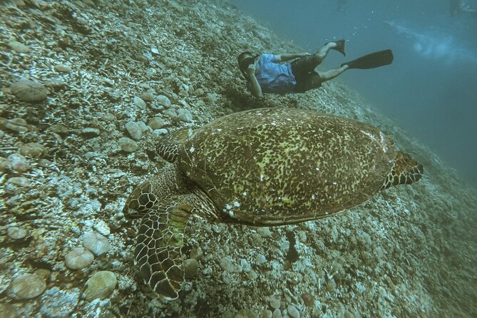 Gili Trawangan,Gili Meno& Gili Air Island:Snorkeling Day Trip Depart from Lombok - Is $86 good value?