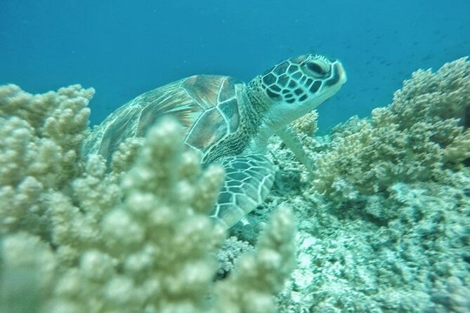 Gili Trawangan,Gili Meno& Gili Air Island:Snorkeling Day Trip Depart from Lombok - Gili Trawangan and the coral-covered statues