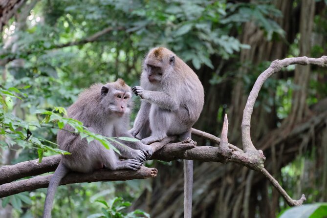 Goa Gajah / Elephant Cave Temple And Ubud Tour - All Inclusive - Lunch At d’Alas Warung