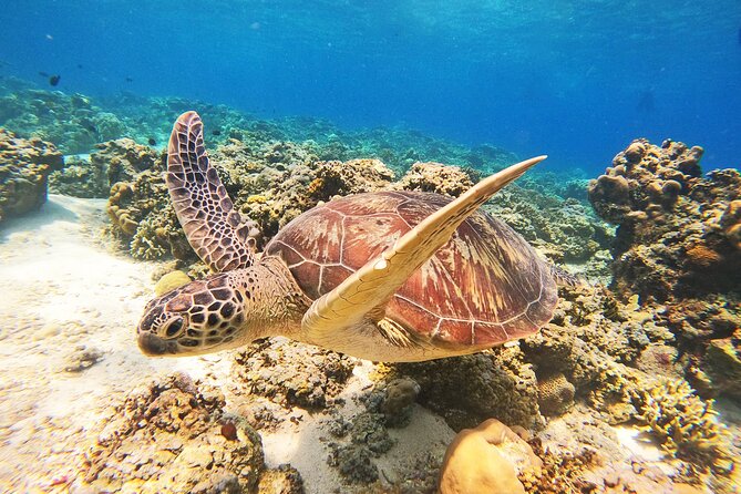 Group Snorkeling Tour Gili Islands Including GoPro Documentation - Boarding the glass-bottom boat