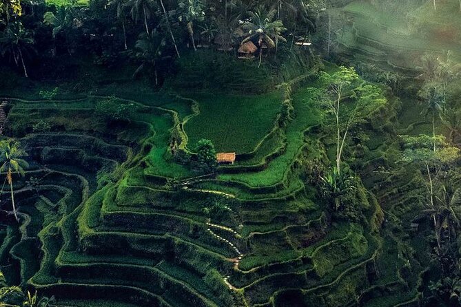 Half Day Private Tour in Ubud - 9:00 a.m. at the Sacred Monkey Forest Sanctuary