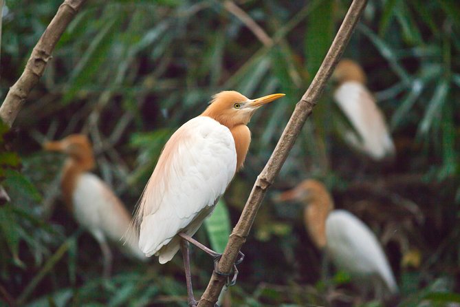 Half Day Ubud Tour: Ubud Unique Spots - Watching the white herons return to Petulu