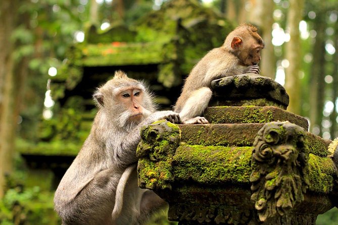Half Day Ubud Tour: Ubud Unique Spots - Practical advice for a smoother afternoon