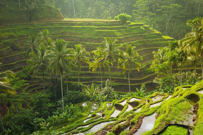 Hire Private Bali Driver - Pickup from the airport, port, or your hotel